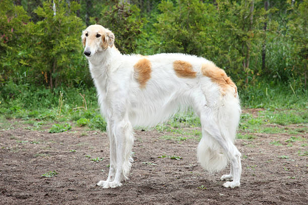 istock Russian borzoi dog standing 178628961