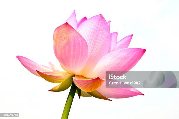 Blossom Pink Lotus Цветы — стоковые фотографии и другие картинки Без людей - Без людей, Белый фон, Водное растение