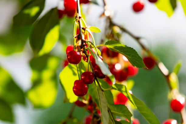 istock Sour cherry and cherries. Fruit and vegetables. Plant and plants. 1786291930
