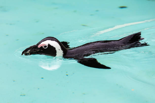 pingüino africano. pájaro y aves. mundo acuático y fauna. vida silvestre y zoología. - jackass penguin penguin zoo swimming animal fotografías e imágenes de stock
