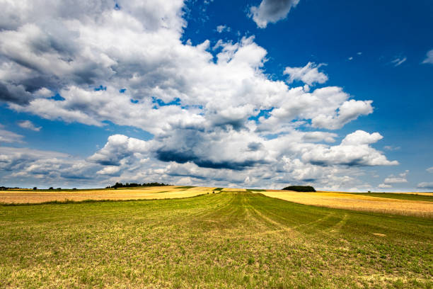 A scenic view of lush green wheat fields with a row of tall lonely trees standing against a vibrant blue sky in Biei, Hokkaido, Japan. The gentle summer breeze sways the crops under scattered clouds, creating a tranquil and picturesque rural landscape. Ideal for concepts of nature, agriculture, countryside, and seasonal beauty.