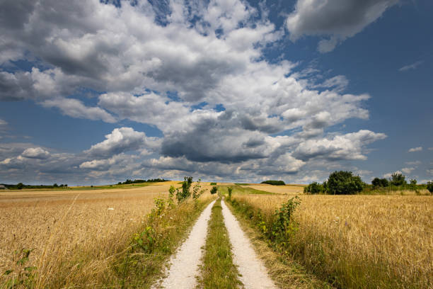 Summer rye field in sunshine with blue sky and cummulus mediocris clouds
