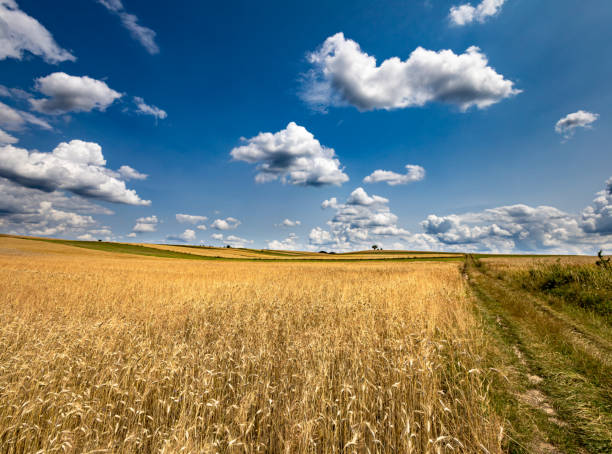 istock Summer rye field in sunshine with blue sky and cummulus mediocris clouds 1786295195