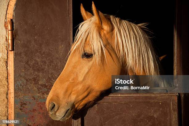 Marrone Cavallo Nella Stalla - Fotografie stock e altre immagini di Animale - Animale, Animale da compagnia, Arte del ritratto