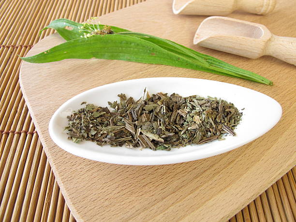 istock Ribwort plantain, Plantaginis lanceolatae herba 178629536