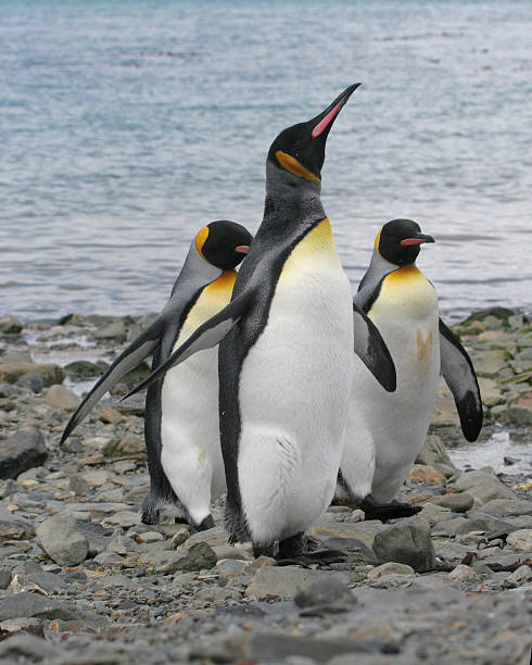 istock Three King Penguins walking up the beach, South Georgia 178629775