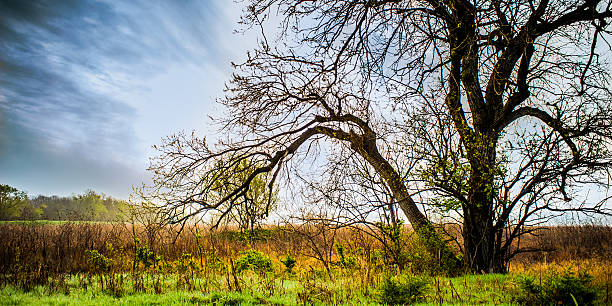 Tree Against a Blue Sky Surrounded by Tall Grass stock photo