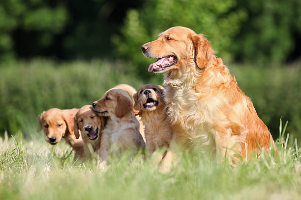 istock Golden Retriever family 178629895