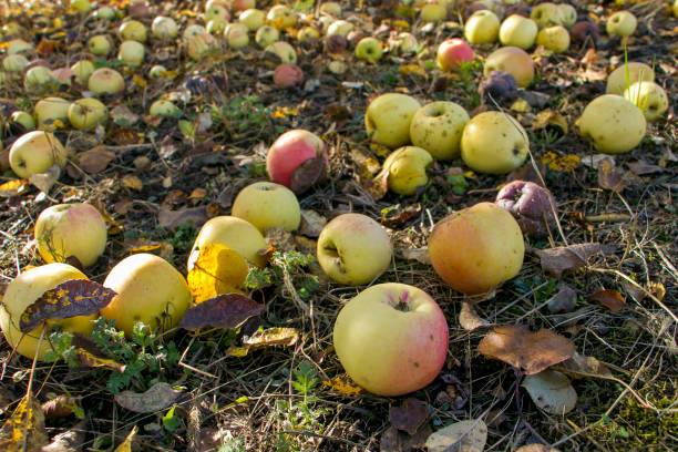 istock Apples fell from the tree. There are a lot of apples under the apple tree. 1786299512