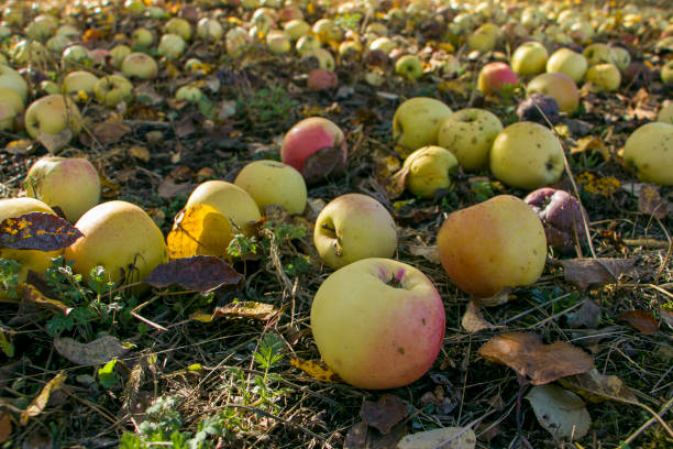 istock Apples fell from the tree. There are a lot of apples under the apple tree. resources. 1786299513