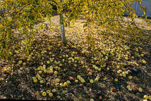 Apples fell from the tree. There are a lot of apples under the apple tree. Apples under a tree. Harvesting. Rational use of natural resources.