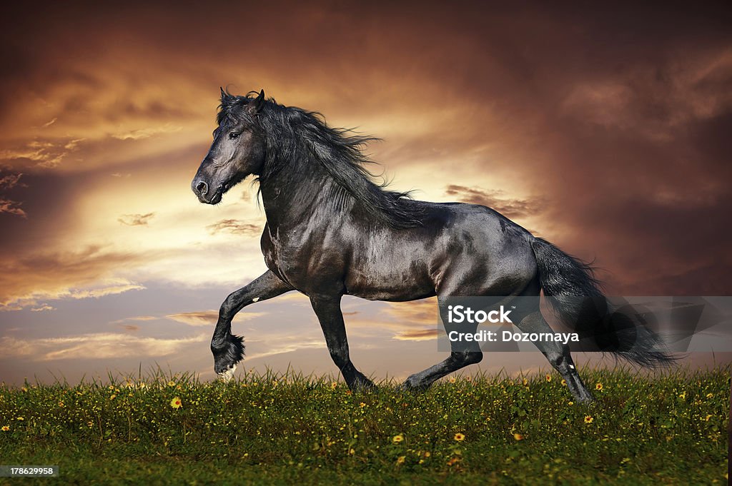 Trote o cavalo Friesian preto - Royalty-free Cavalo frísio Foto de stock