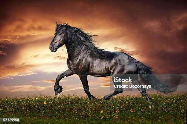 Trote O Cavalo Friesian Preto - Fotografias de stock e mais imagens de Cavalo frísio - Cavalo frísio, Cavalo - Família do Cavalo, Cor preta