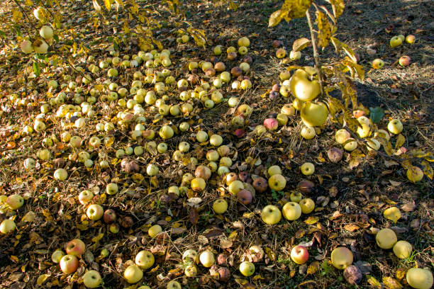 Apples fell from the tree. There are a lot of apples under the apple tree. Apples under a tree. Harvesting. Rational use of natural resources.