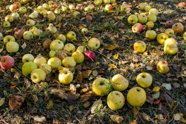 istock Apples fell from the tree. There are a lot of apples under the apple tree. 1786299949
