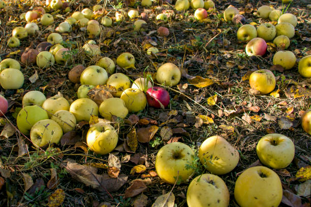 istock Apples fell from the tree. There are a lot of apples under the apple tree. 1786299950