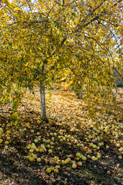 istock Apples fell from the tree. There are a lot of apples under the apple tree. 1786300029