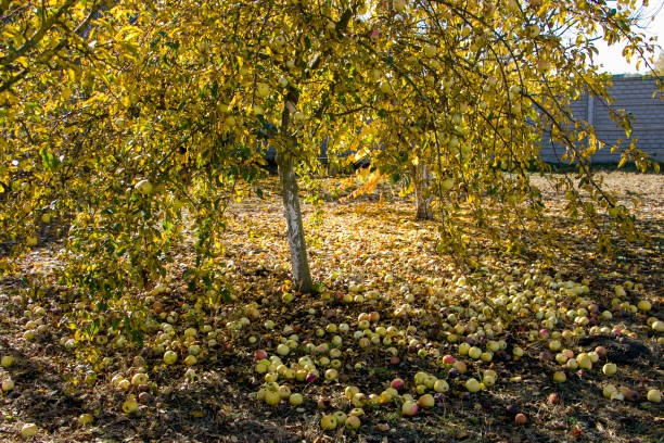 istock Apples fell from the tree. There are a lot of apples under the apple tree. 1786300034