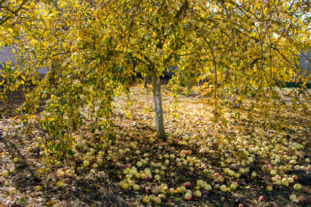 istock Apples fell from the tree. There are a lot of apples under the apple tree 1786300035