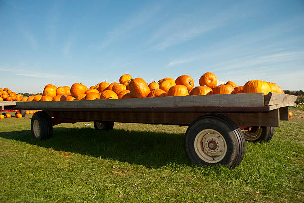 Pumpkins in a truck