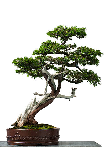 Old temple juniper as bonsai tree White isolated old temple juniper as bonsai tree bonsai tree stock pictures, royalty-free photos & images