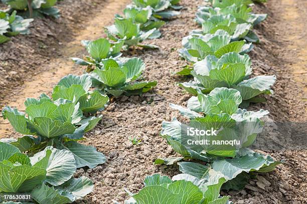 Photo libre de droit de Jeune Chou banque d'images et plus d'images libres de droit de Agriculture - Agriculture, Aliment cru, Aliments et boissons