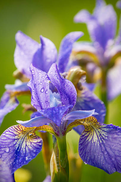 istock Beautiful fresh iris flowers with water drops 178630871