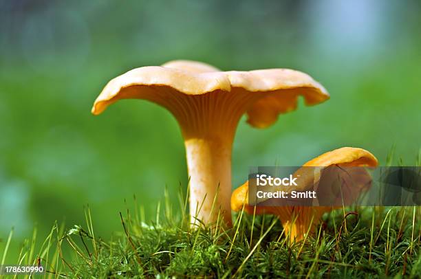 Cogumelo Chanterelle - Fotografias de stock e mais imagens de Amarelo - Amarelo, Ao Ar Livre, Caule de planta