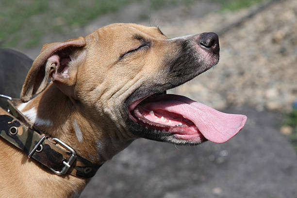 istock Portrait of a dog 178631092