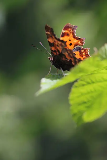 Comma butterfly Polygonia c-album
