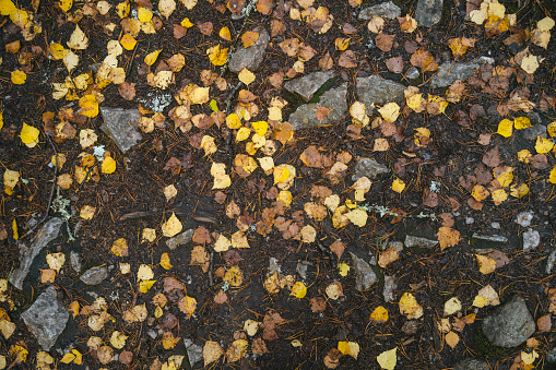 Yellow autumn leaves on the damp forest floor, scattered among rocks and pine needles, top view.