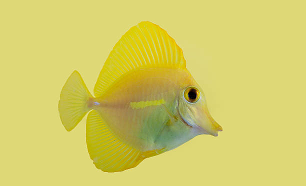 yellow tang stock photo