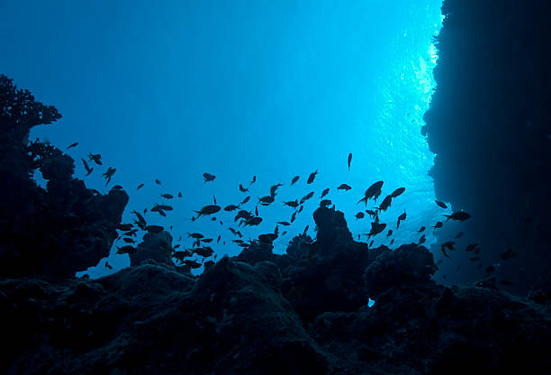 Silhouette di pesci su una barriera corallina brink - foto stock