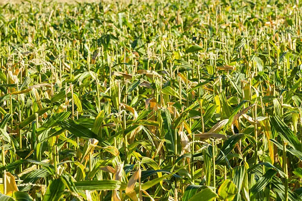 "Slightly top down view of stalks of corn during summer. Can be used for agriculture, ethanol, or alcohol production."