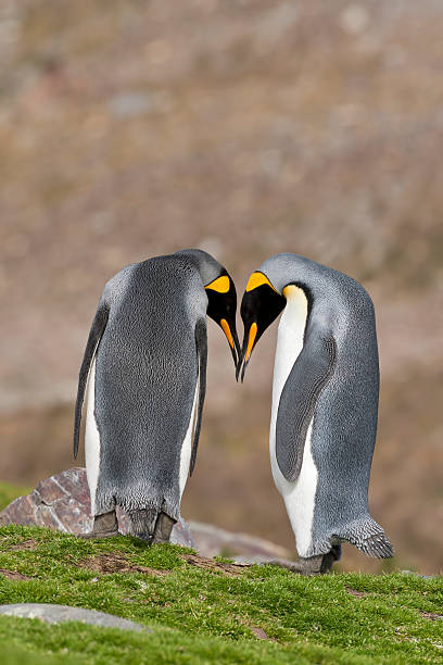 istock King Penguins courting on dry land 178631518