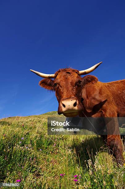Französische Salers Kuh Stockfoto und mehr Bilder von Cantal - Cantal, Salers-Rind, Auvergne