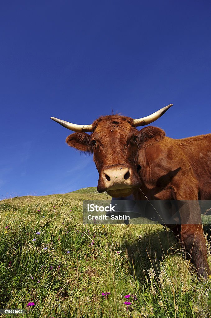 Salers vaca francês - Foto de stock de Cantal royalty-free