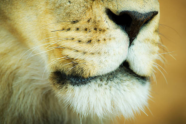 Lion mouth stock photo