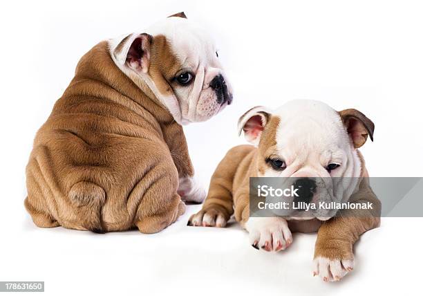 Puppies English Bulldog Stock Photo - Download Image Now - Animal, Bulldog, Cut Out