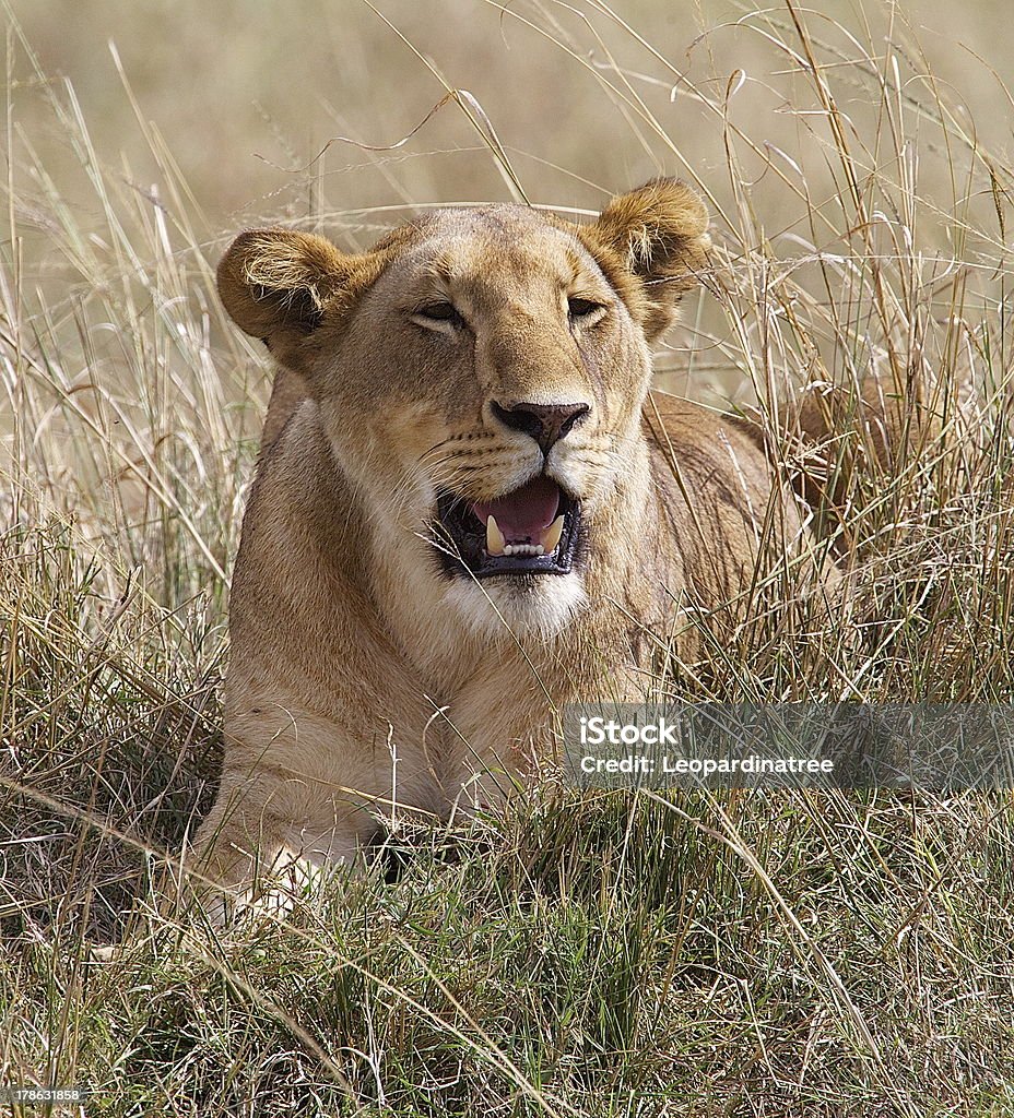 Löwe - Lizenzfrei Afrika Stock-Foto