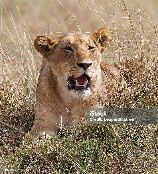 Löwe Stockfoto und mehr Bilder von Afrika - Afrika, Fotografie, Großkatze