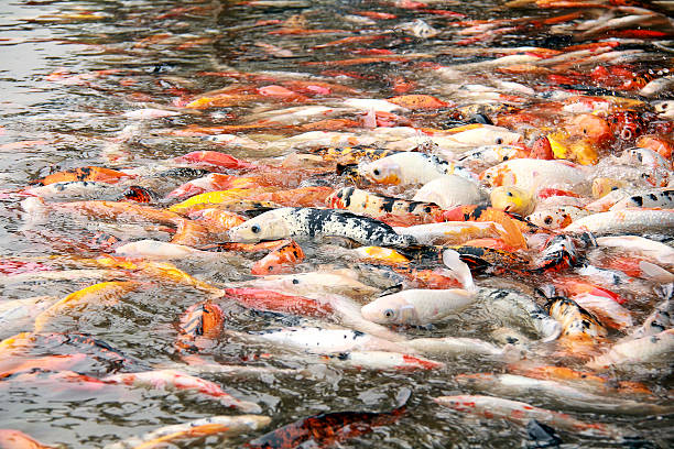 Carps 및 어류 만들진 연못 스톡 사진