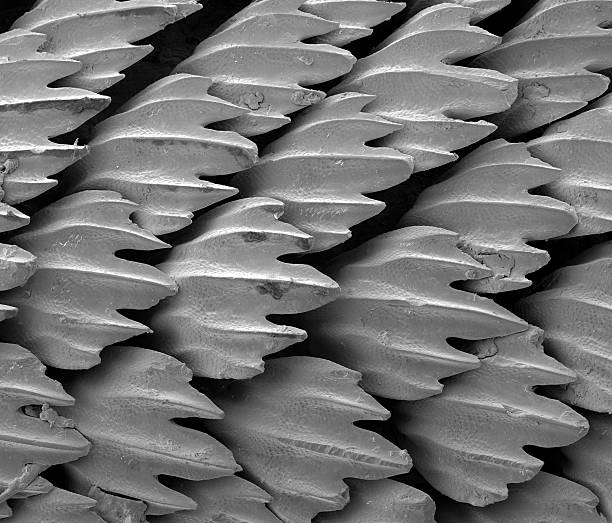 Skin of Hammer Shark