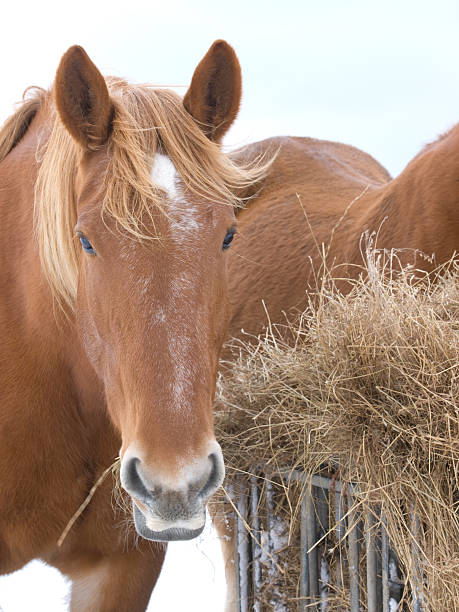 istock Horse Eating Hay 178632224