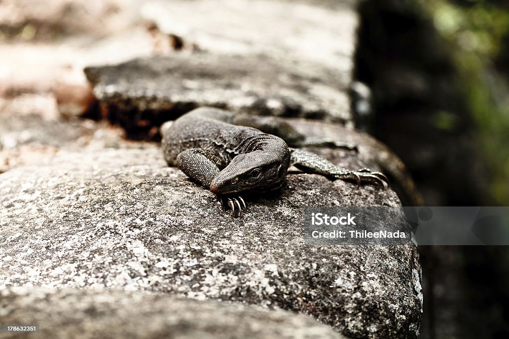 Lagarto sobre Pedras - Royalty-free Animal Foto de stock