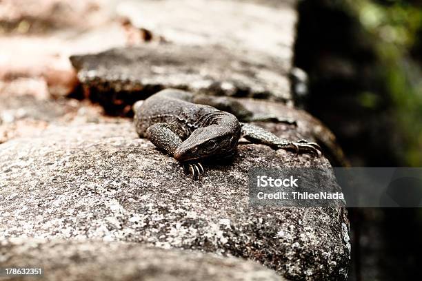 Lagarto Sobre Pedras - Fotografias de stock e mais imagens de Animal - Animal, Animal selvagem, Ao Ar Livre