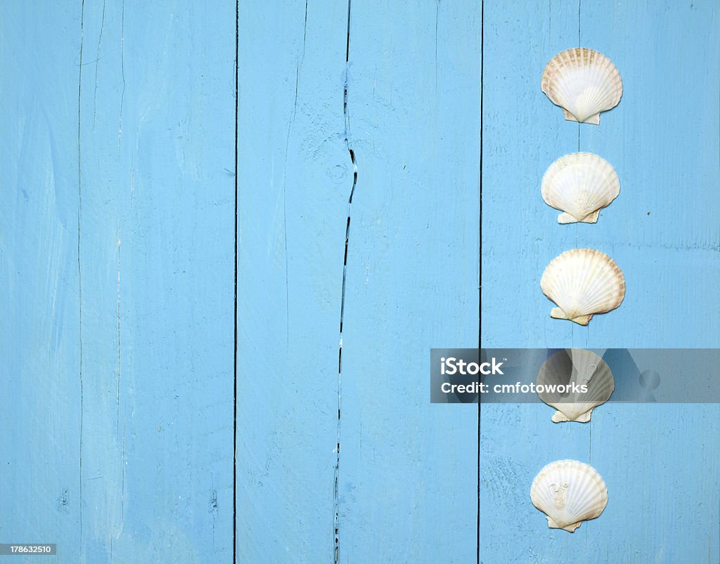 A blue wood wall with a line of seashells Maritime decorations on a bright blue wooden wall Beach Hut Stock Photo