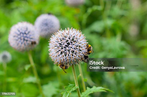 Три Пчела На Голубой Цветок — стоковые фотографии и другие картинки Без людей - Без людей, Близко к, Весна