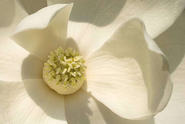 белый, магнолиевый - magnolia southern usa white flower стоковые фото и изображения