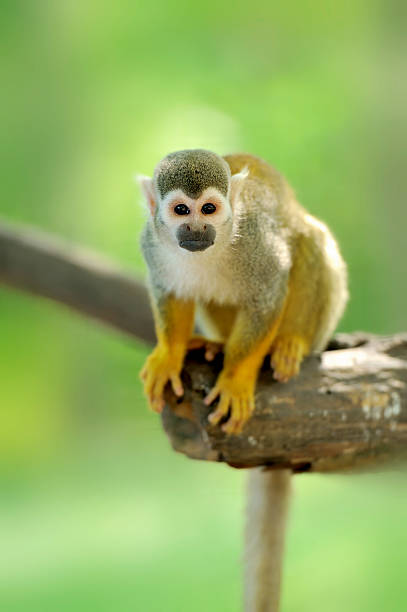 Close-up of a Common Squirrel Monkey Close-up of a Common Squirrel Monkey saimiri sciureus stock pictures, royalty-free photos & images